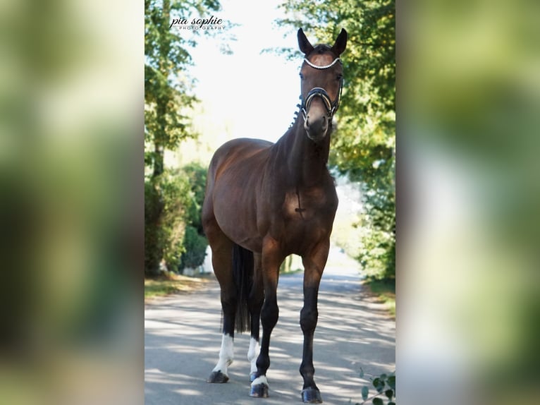 German Sport Horse Gelding 3 years 16 hh Bay-Dark in Illertissen