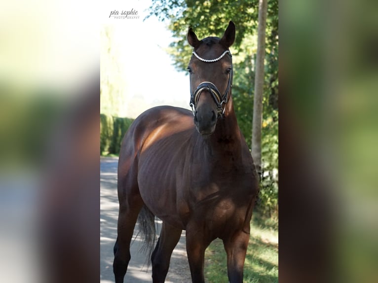 German Sport Horse Gelding 3 years 16 hh Bay-Dark in Illertissen