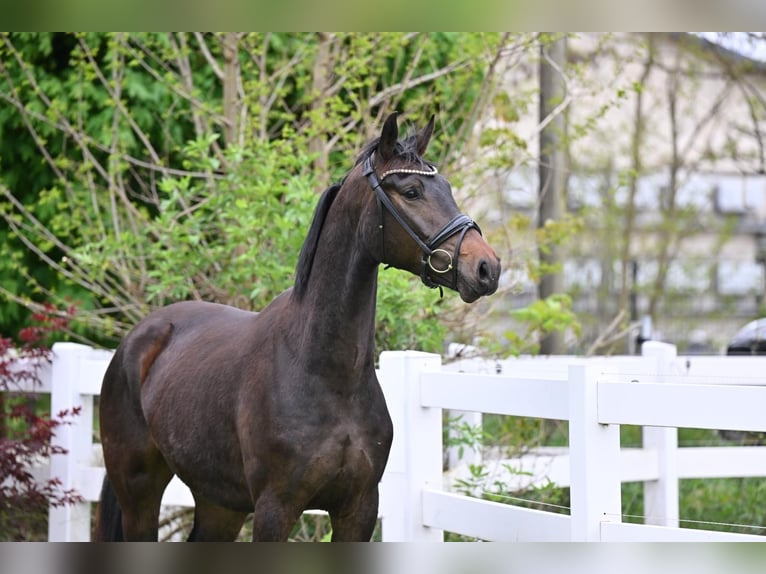German Sport Horse Gelding 3 years 16 hh Bay-Dark in Schönwalde-Glien