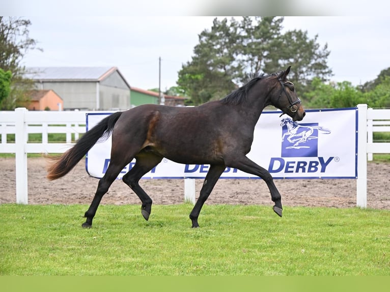 German Sport Horse Gelding 3 years 16 hh Bay-Dark in Schönwalde-Glien