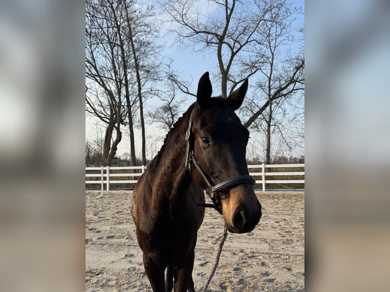 German Sport Horse Gelding 3 years 16 hh Bay-Dark in Stadland