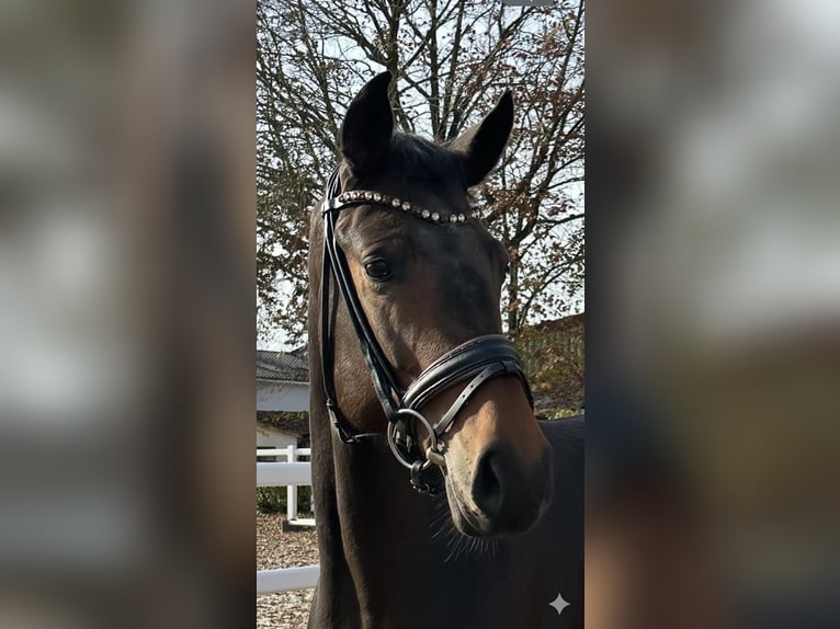 German Sport Horse Gelding 3 years 16 hh Bay-Dark in Ubstadt-Weiher