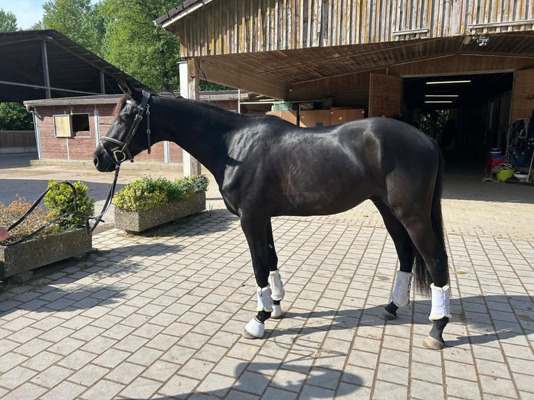 German Sport Horse Gelding 3 years 16 hh Black in Freiburg im Breisgau