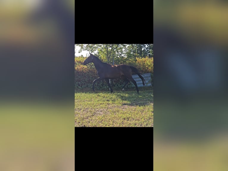 German Sport Horse Gelding 3 years 16 hh Brown in Velpke