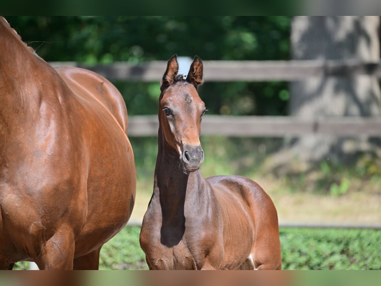 German Sport Horse Gelding 3 years 16 hh Brown in Velpke