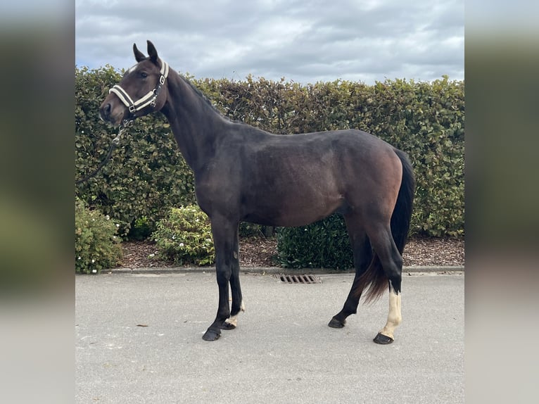 German Sport Horse Gelding 3 years 16 hh Brown in Mengen