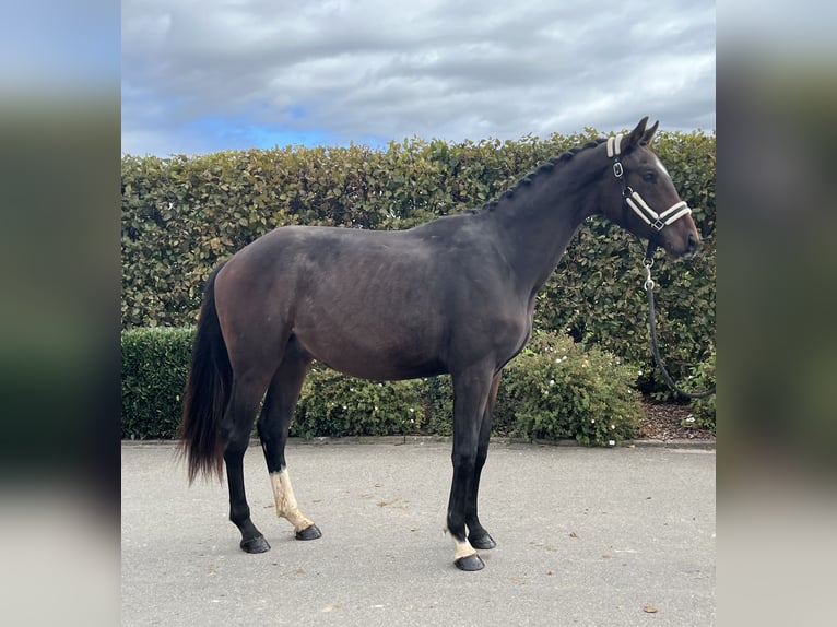 German Sport Horse Gelding 3 years 16 hh Brown in Mengen