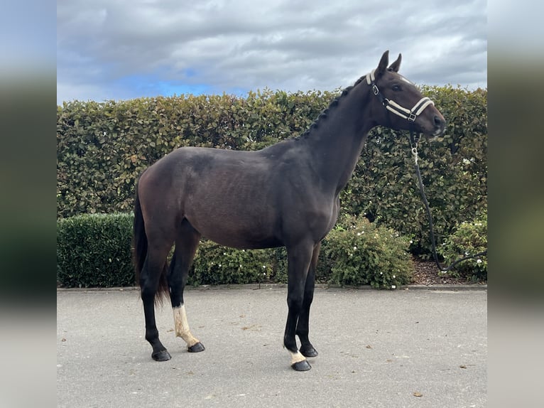 German Sport Horse Gelding 3 years 16 hh Brown in Mengen