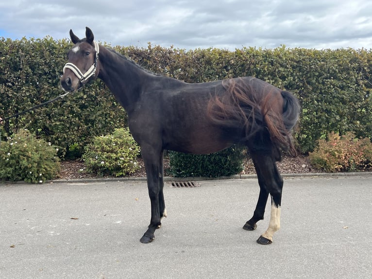 German Sport Horse Gelding 3 years 16 hh Brown in Mengen