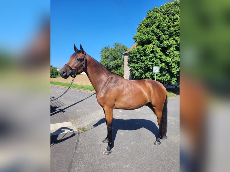 German Sport Horse Gelding 3 years 16 hh Brown in Lauda-K&#xF6;nigshofen