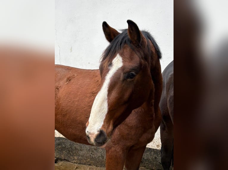 German Sport Horse Gelding 3 years 16 hh Brown in Aach