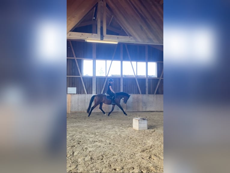 German Sport Horse Gelding 3 years 16 hh Brown in Sigmarszell