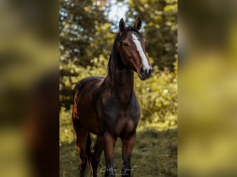 German Sport Horse Gelding 3 years 16 hh Brown in Geroldsgrün