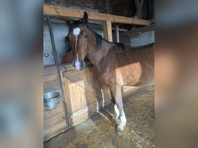 German Sport Horse Gelding 3 years 16 hh Brown in Wilhelmsdorf