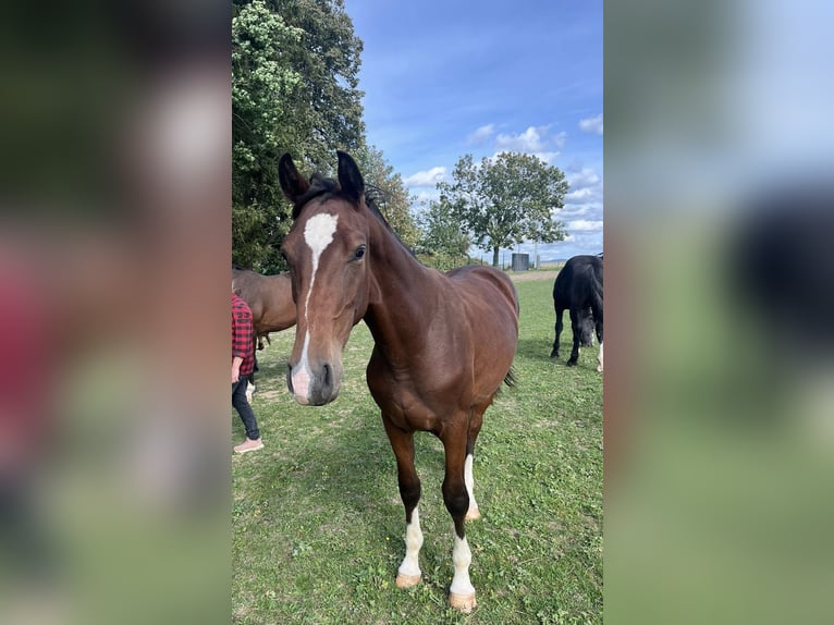 German Sport Horse Gelding 3 years 16 hh Brown in Wilhelmsdorf