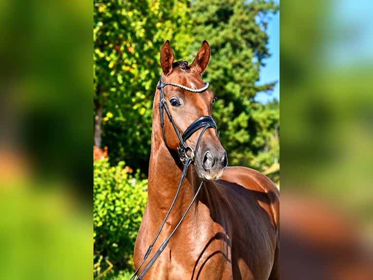 German Sport Horse Gelding 3 years 16 hh Chestnut in Kamern