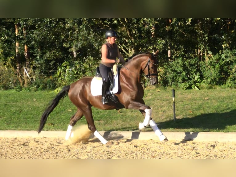 German Sport Horse Gelding 3 years 16 hh Chestnut in Kamern
