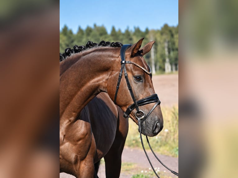 German Sport Horse Gelding 3 years 16 hh Chestnut in Kamern