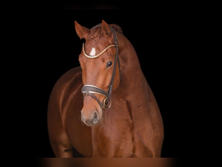 German Sport Horse Gelding 3 years 16 hh Chestnut in Wehringen