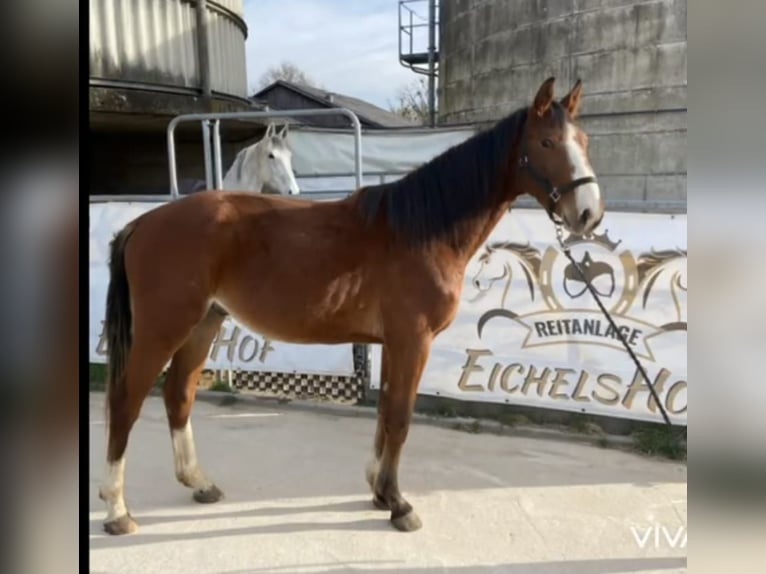 German Sport Horse Gelding 3 years 16 hh Chestnut-Red in Bad K&#xF6;nig