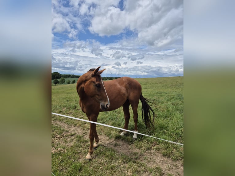 German Sport Horse Gelding 3 years 16 hh Chestnut-Red in Bobritzsch