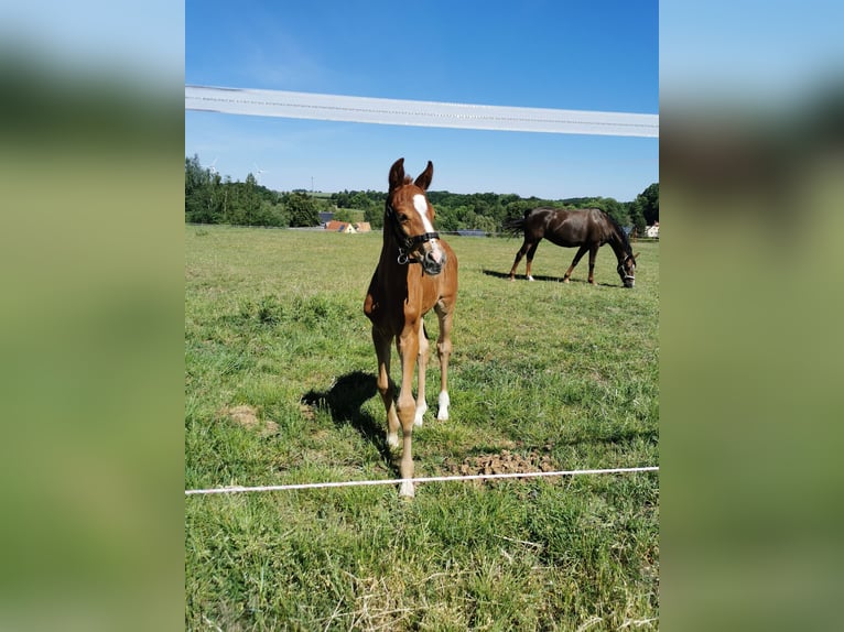 German Sport Horse Gelding 3 years 16 hh Chestnut-Red in Bobritzsch
