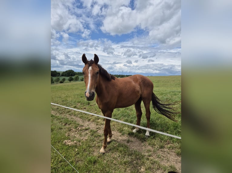 German Sport Horse Gelding 3 years 16 hh Chestnut-Red in Bobritzsch