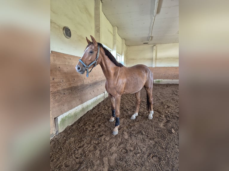 German Sport Horse Gelding 3 years 16 hh Chestnut-Red in Bobritzsch