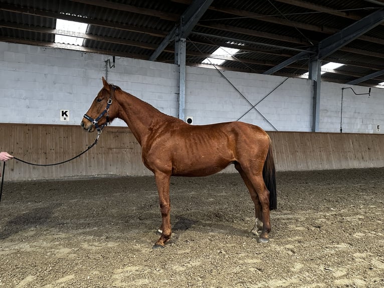 German Sport Horse Gelding 3 years 16 hh Chestnut-Red in Michaelisbruch