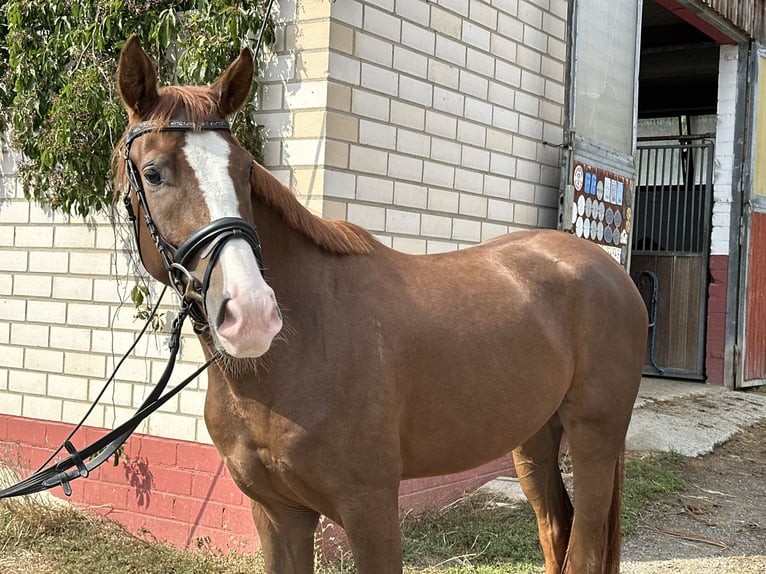 German Sport Horse Gelding 3 years 16 hh Chestnut-Red in Heinersreuth