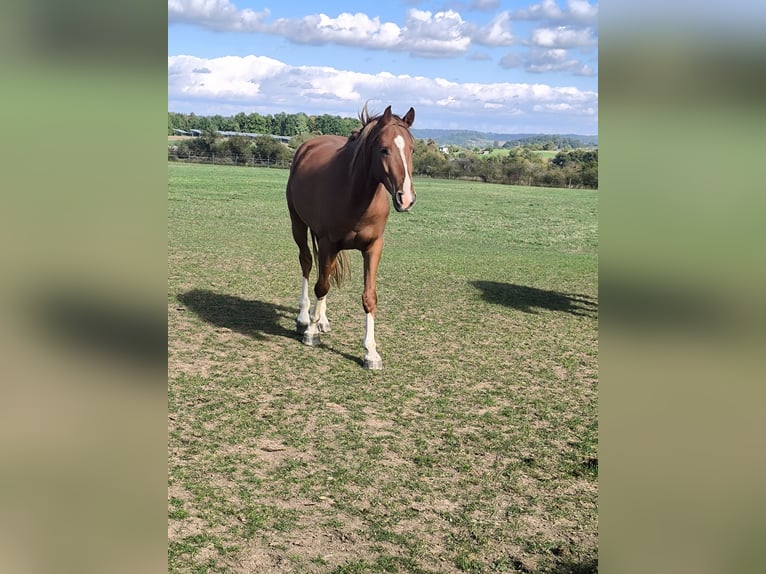 German Sport Horse Gelding 3 years 16 hh Chestnut-Red in Frankenhardt