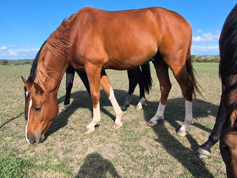 German Sport Horse Gelding 3 years 16 hh Chestnut-Red in Frankenhardt