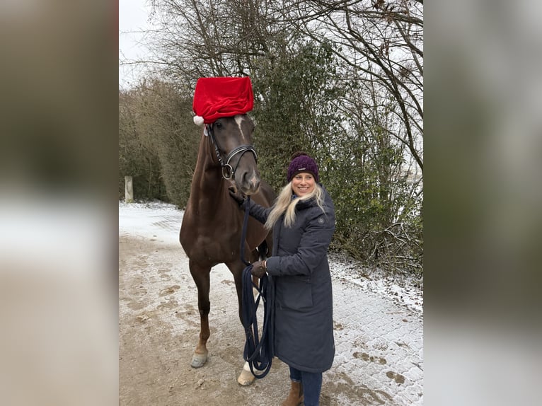 German Sport Horse Gelding 3 years 16 hh in Karlsfeld