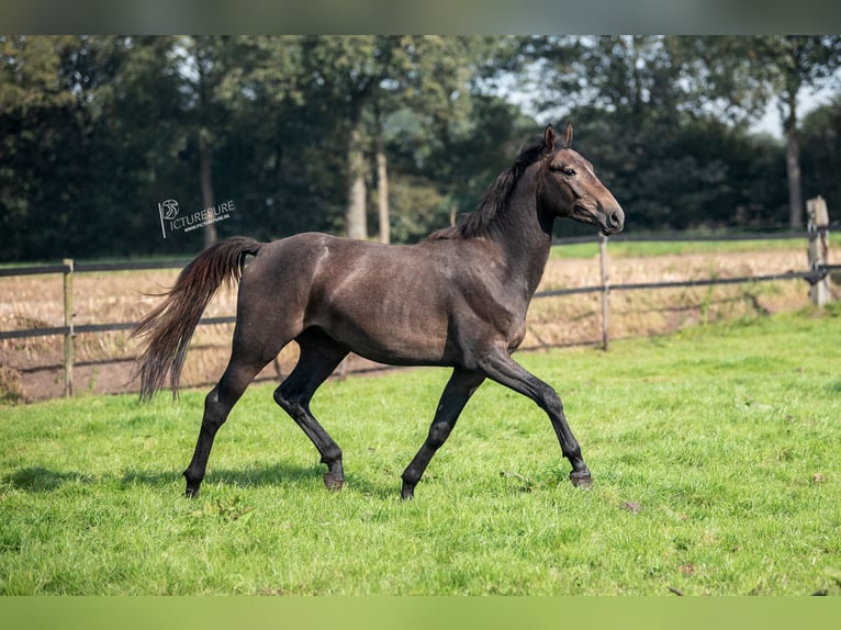 German Sport Horse Gelding 3 years 16 hh Gray-Dark-Tan in Goch