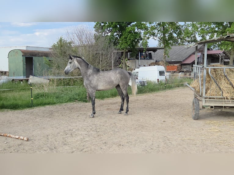 German Sport Horse Gelding 3 years 16 hh Grey in Einhausen