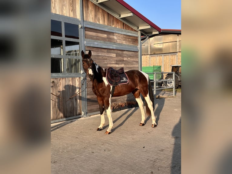 German Sport Horse Gelding 3 years 16 hh Pinto in Leipzig