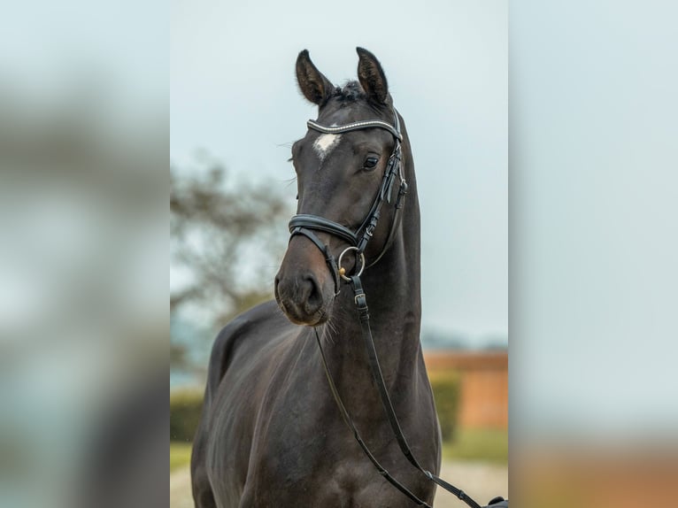 German Sport Horse Gelding 3 years 16 hh Smoky-Black in Gomadingen