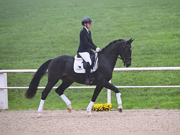 German Sport Horse Gelding 3 years 16 hh Smoky-Black in Gomadingen