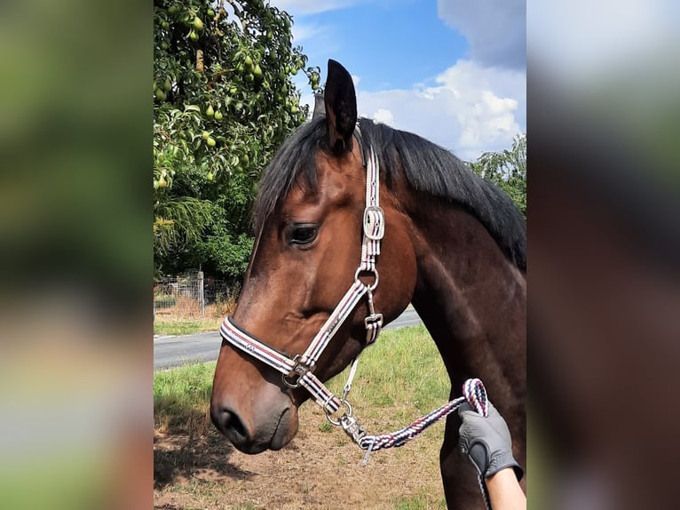 German Sport Horse Gelding 3 years 16 hh Smoky-Black in Ilmtal-Weinstra&#xDF;e