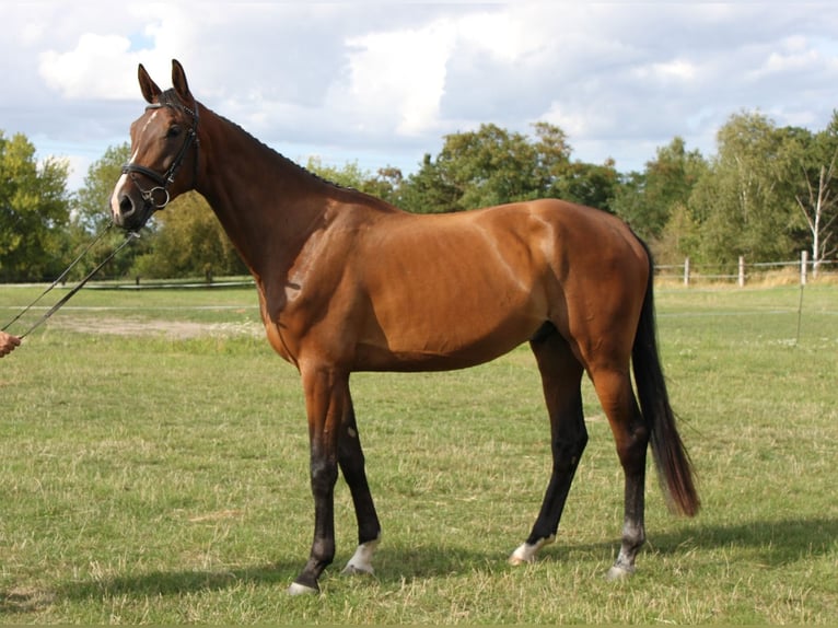 German Sport Horse Gelding 3 years 16,1 hh Bay-Dark in Leuna