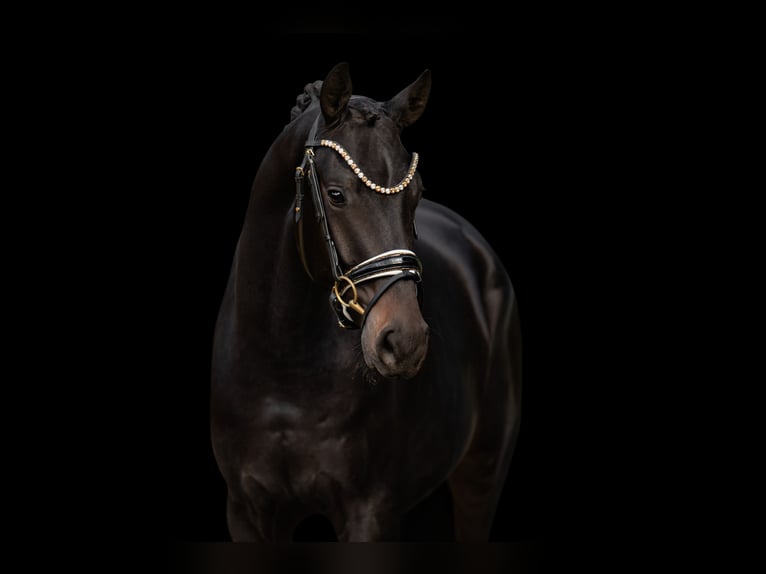 German Sport Horse Gelding 3 years 16,1 hh Bay-Dark in Wehringen German Sport Horse Gelding 3 years 16,1 hh Bay-Dark in Wehringen