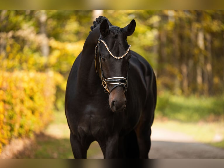German Sport Horse Gelding 3 years 16,1 hh Bay-Dark in Wehringen German Sport Horse Gelding 3 years 16,1 hh Bay-Dark in Wehringen