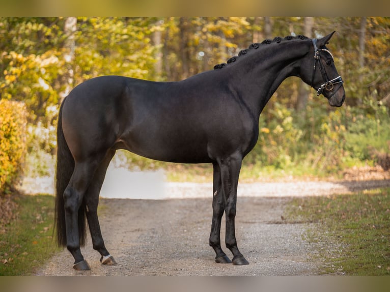 German Sport Horse Gelding 3 years 16,1 hh Bay-Dark in Wehringen German Sport Horse Gelding 3 years 16,1 hh Bay-Dark in Wehringen