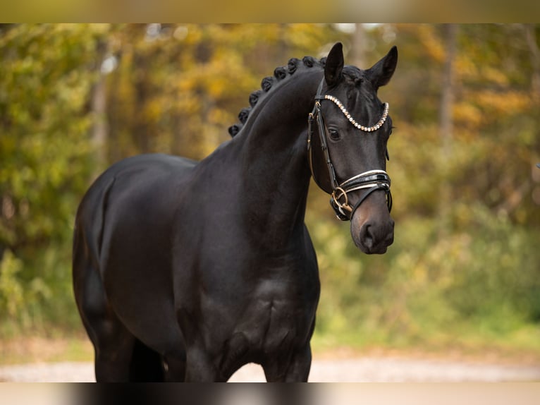 German Sport Horse Gelding 3 years 16,1 hh Bay-Dark in Wehringen German Sport Horse Gelding 3 years 16,1 hh Bay-Dark in Wehringen