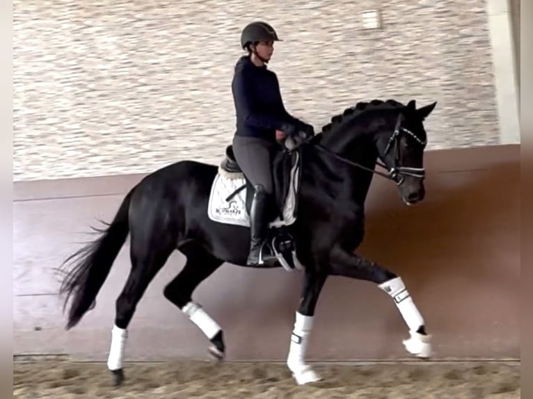 German Sport Horse Gelding 3 years 16,1 hh Bay-Dark in Wehringen German Sport Horse Gelding 3 years 16,1 hh Bay-Dark in Wehringen