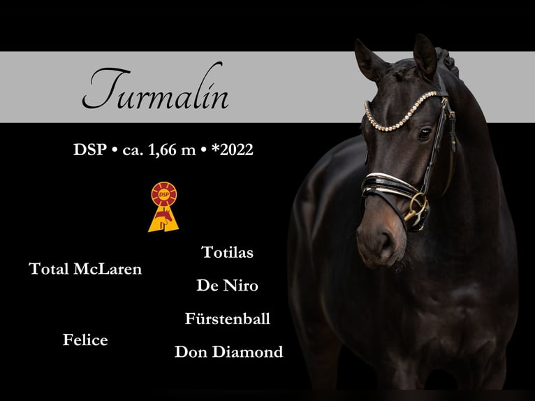 German Sport Horse Gelding 3 years 16,1 hh Bay-Dark in Wehringen German Sport Horse Gelding 3 years 16,1 hh Bay-Dark in Wehringen