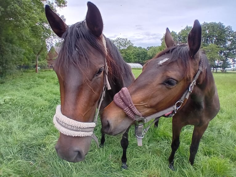 German Sport Horse Gelding 3 years 16,1 hh Bay-Dark in Pritzwalk