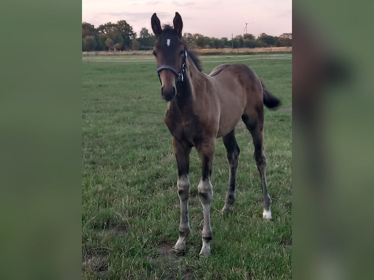 German Sport Horse Gelding 3 years 16,1 hh Bay-Dark in Pritzwalk