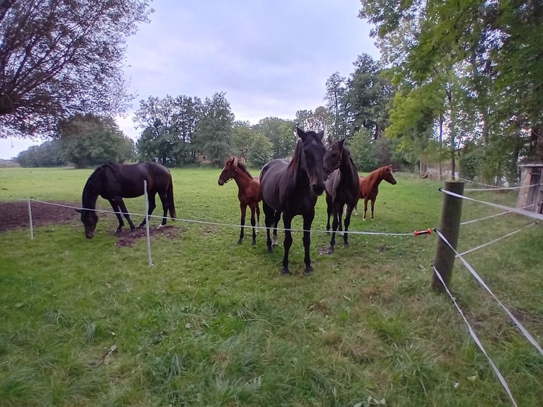 German Sport Horse Gelding 3 years 16,1 hh Bay-Dark in Pritzwalk