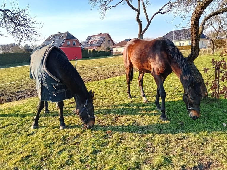 German Sport Horse Gelding 3 years 16,1 hh Bay-Dark in Pritzwalk